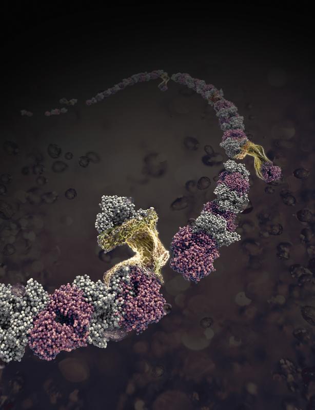 Hybrid-Proteinnanofasern bei der Entstehung.