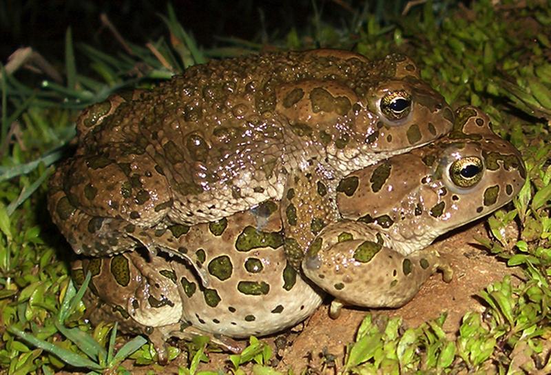 Bufo shaartusiensis ist eine diploide Krötenart aus Shaartuz in Süd-Tadschikistan und wurde als mütterlicher Vorfahre von Kröten mit drei Chromosomensätzen identifiziert.