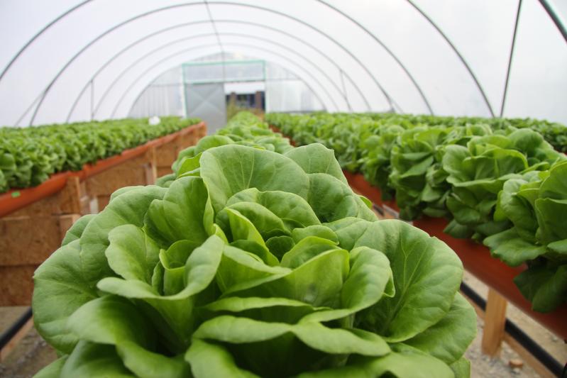 Salat im hydroponischen Anbauverfahren im Forschungsprojekt HypoWave HypoWave