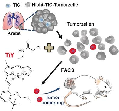 Die fluoreszierende Sonde färbt Krebsstammzellen (TIC) selektiv