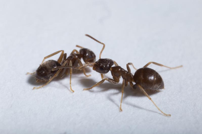 Garden ant workers interacting with one another. 