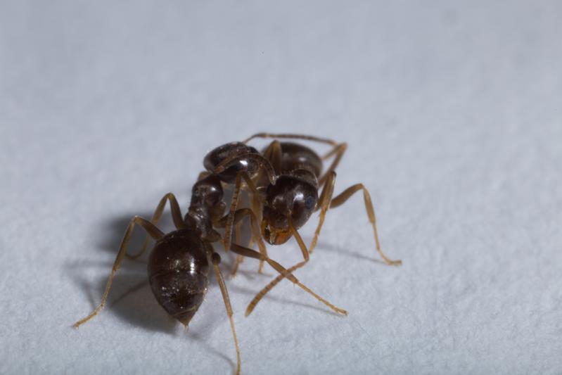 Garden ant workers interacting with one another. 
