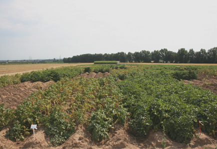 Kartoffelversuch in Klein-Altendorf