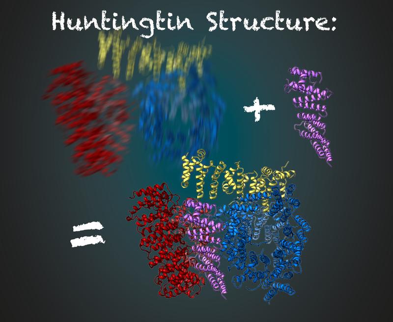 Huntingtin besteht aus drei flexiblen Bereichen (rot, gelb und blau). Stabilisiert durch HAP40 (violett) ist die Entschlüsselung der dreidimensionalen Struktur mithilfe der Kryo-EM möglich.