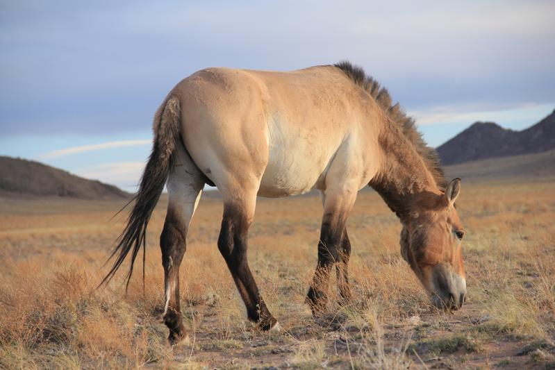 Die ersten domestizierten Pferde sind nicht die Vorfahren der modernen, sondern der Przewalski-Pferde.