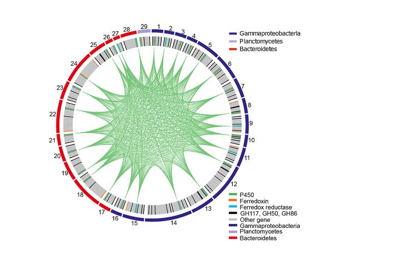 Genome analysis of marine P450 enzymes