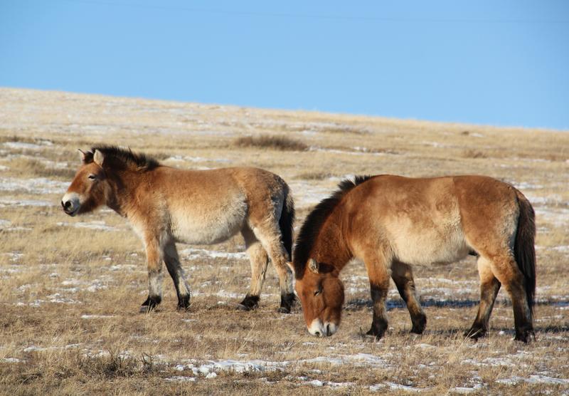 Przewalski’s horses at the Kustai National Park, Mongolia