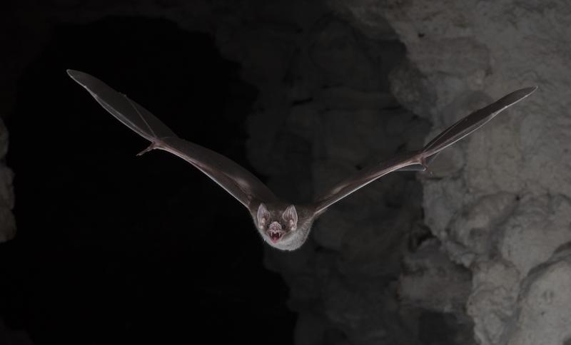 Vampirfledermaus