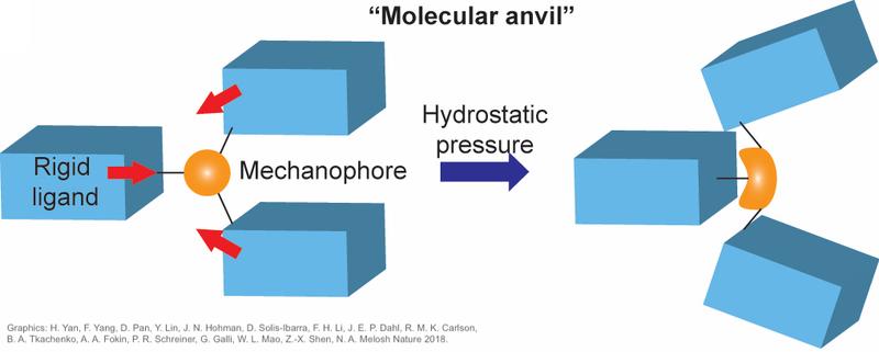 In „molekularen Schraubstöcken“ führt gleichverteilter externer Druck zu Relativbewegungen der harten Teile, so dass die weichen Bestandteile ungleichmäßig deformiert und  Bindungen geschwächt werden