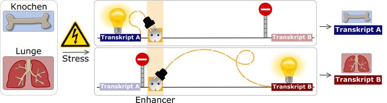 In Knochenzellen aktiviert der Enhancer einen nahe gelegenen DNA-Abschnitt. In Lungenzellen wird ein Abschnitt aktiviert, der weit von dem Enhancer entfernt liegt.