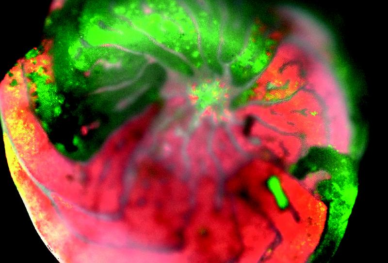 Eine teilweise gebleichte Foraminifere Amphistegina gibbosa nach einem Monat Temperaturstress (32°C), unter dem Fluoreszenzmikroskop. 