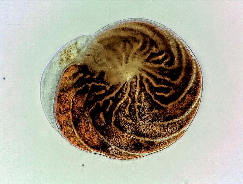 Foraminifere Amphistegina lessonii: Die grün-braune Färbung links oben zeigt die Symbionten, die sich in die äußere Kammer bewegt haben. Die Foraminfere hat einen Durchmesser von ca. 1 mm.