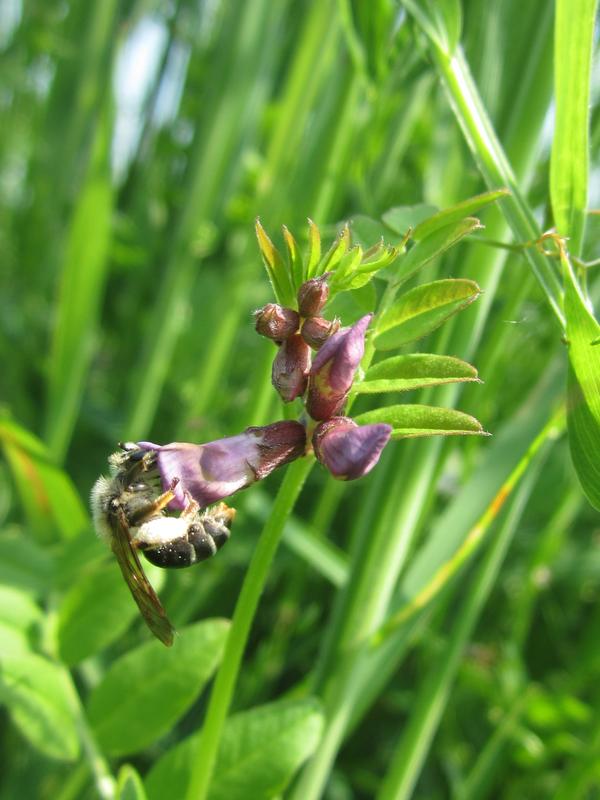 Wildbiene bei der Bestäubung.