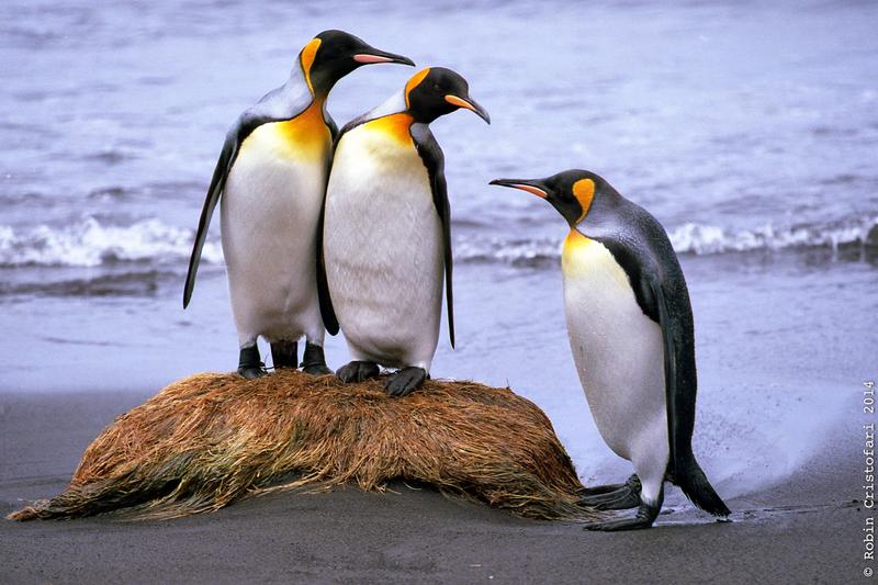 Über 70 Prozent der weltweiten Kolonien der Königspinguine könnten bald Teil der Vergangenheit sein, da die Klimaerwärmung die Vögel zwingt in südlichere Gebiete umzuziehen.