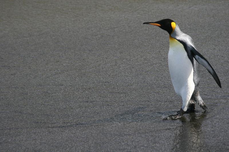 Königspinguine bewohnen die Crozetinseln, die Kerguelen und die Marion-Insel im Südpolarmeer.