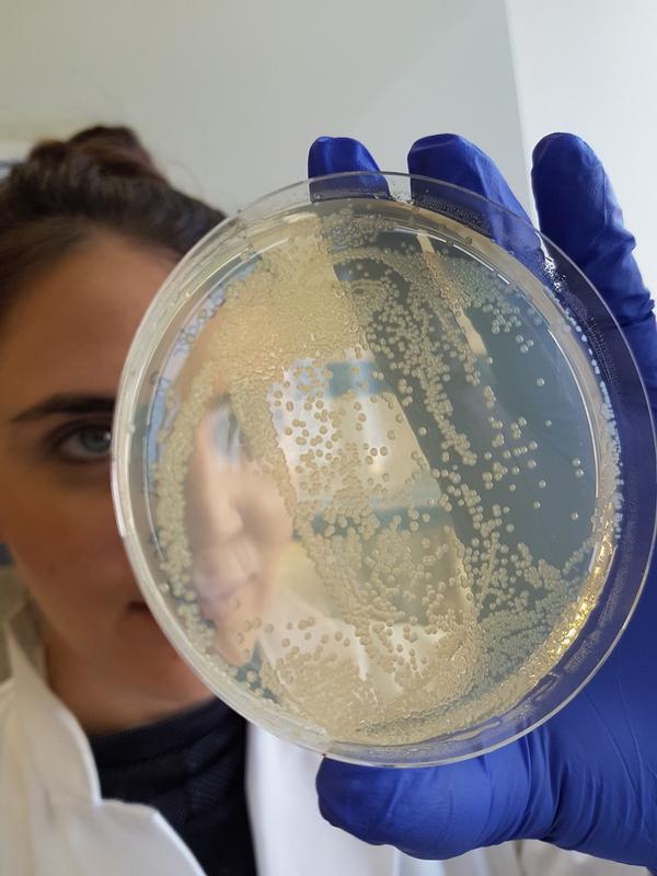 Eine Platte mit Kolonien des gefährlichen Krankenhauskeims Acinetobacter baumannii. Photo: Goethe-Universität