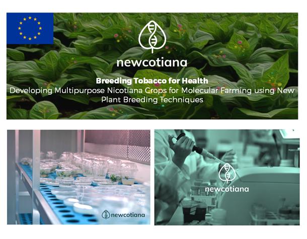 NEWCOTIANA - The EU-Project aims to breed new varieties of tobacco that that will work as biofactories.