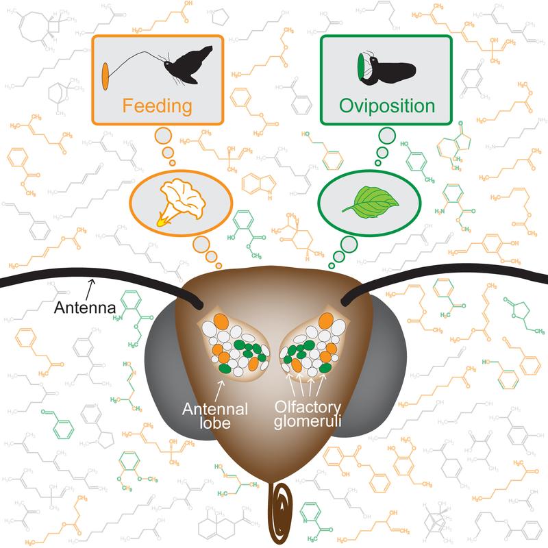 Activity in specific areas in the olfactory center of female Manduca sexta correlates directly with feeding or oviposition behavior. 