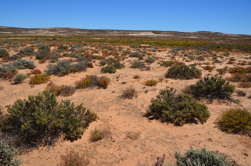 Biologische Bodenkrusten bilden einen grundlegenden Bestandteil der Vegetation in der Halbwüste der Sukkulentenkaroo Südafrikas.