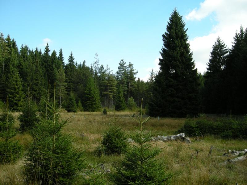 Das Schlöppnerbrunnen-Moor im bayerischen Fichtelgebirge.