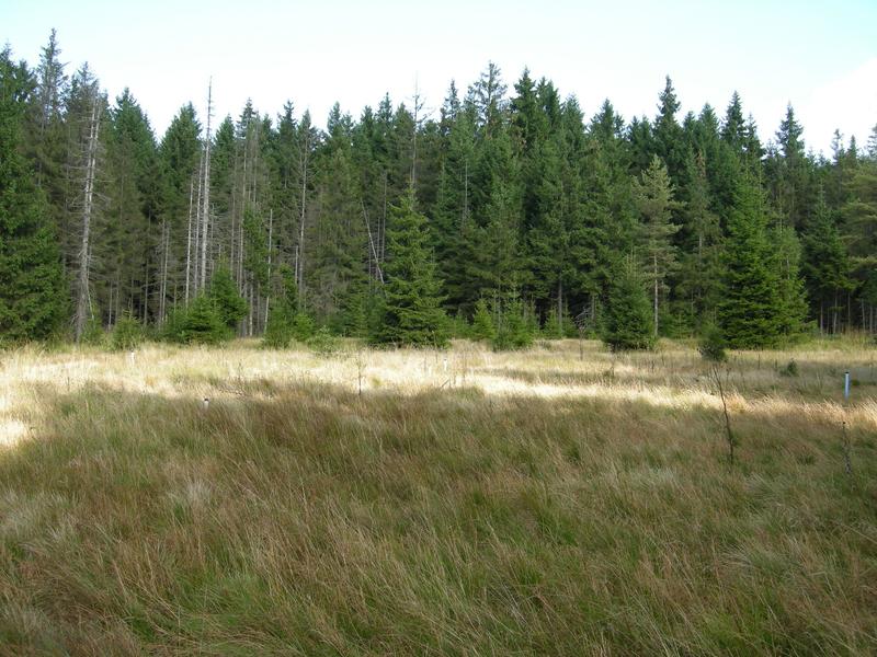 Im Schlöppnerbrunnen-Moor im Fichtelgebirge (Deutschland) wurden neue Schwefelbakterien entdeckt.