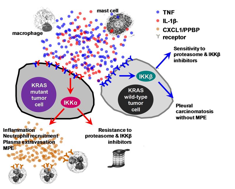 Graphical Abstract