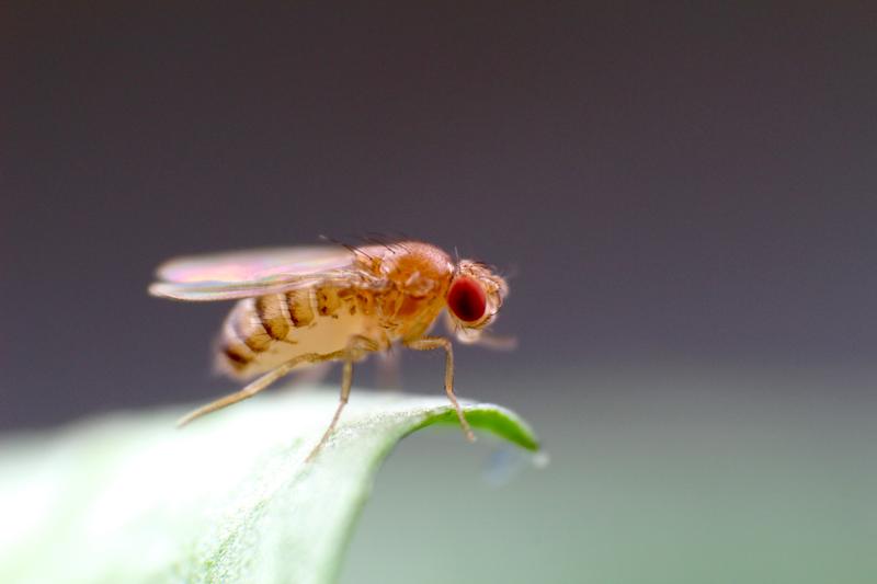 Das "fliegende Genom": Die genetische Modellfliege Drosophila wurde von Prof. Grunwald Kadows Arbeitsgruppe bezüglich ihres Alterungsprozesses untersucht.
