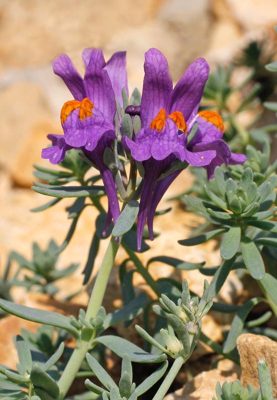 Jura-Leinkraut (Linaria alpina subsp. petraea). Die gefährdete Art findet sich vor allem im Jura und steht auf der Roten Liste der Schweiz.