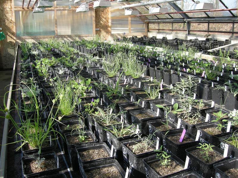 Versuchsanlage im Gewächshaus des Instituts für Pflanzenwissenschaften. 19 Arten wurden untersucht und jeweils eine regional seltene mit einer regional häufigen Pflanze verglichen.