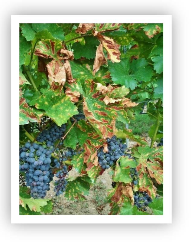 The NanoProtect project aims to find a cure for the grapevine trunk disease.