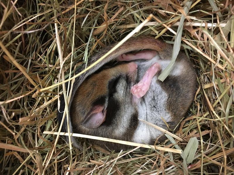 Dabei vertrauen spätgeborene Gartenschläfer häufiger auf Powernapping, den Tagestorpor, um Energie zu sparen.