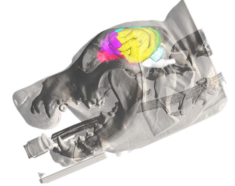 Lage verschiedener Gehirnareale im Hund: 3-Dimensionale Rekonstruktion der Haut und des Knochens aus dem MRT eines Beagles und die Projektion des Gehirnatlas. Die verschiedenen Gehirn