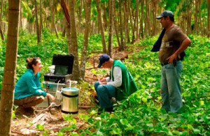 Aufforstung im Amazonas-Gebiet