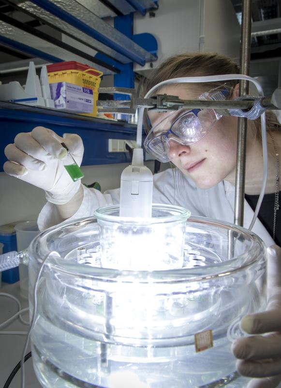 Photosynthethisch aktive Mikroalgen haben großes Potential für biotechnologische Anwendungen.