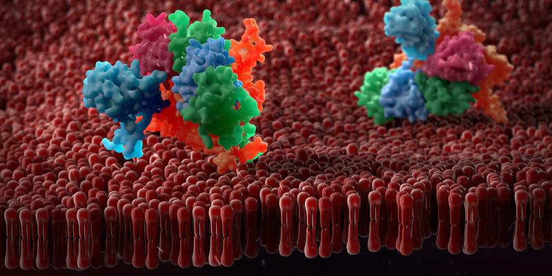 Membranproteine mit grossen Anhängseln sind oft schwierig zu isolieren und zu kristallisieren. Eine neue Methode schafft Abhilfe.