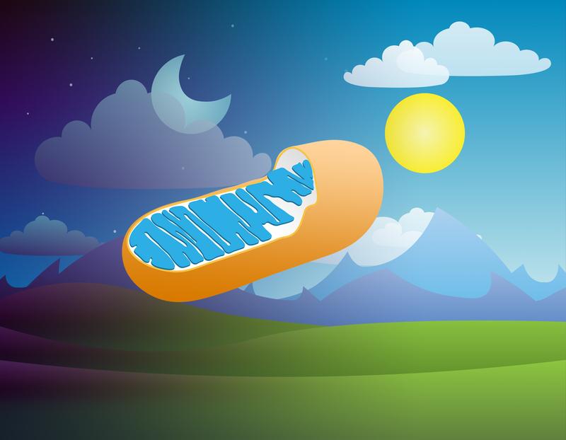 The circadian rhythm of roughly 24 hours affects the energy metabolism of mitochondria.