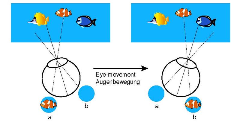 Diese Abbildung zeigt, dass sich das Abbild des orangen Clownfisch auf der Netzhaut bei jeder Augenbewegung verschiebt. Vor der Augenbewegung reagieren andere Nervenzellen als nach der Augenbewegung.
