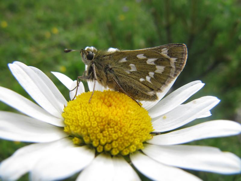 Auch Schwebfliegen bestäuben viele Pflanzen. Hier sieht man Hainschwebfliegen auf einer Königskerze. 