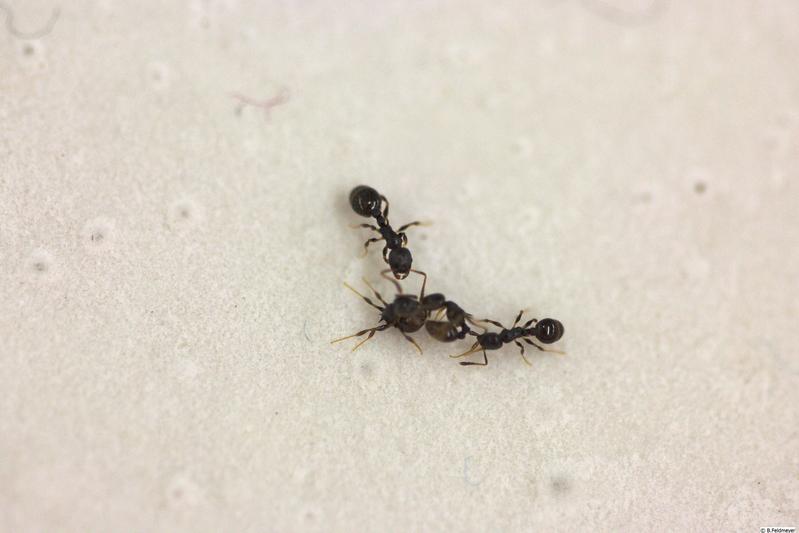 The Temnothorax americanus ant in the middle is battling with two ants from the species Temnothorax longispinosus  in order to enslave them. 
