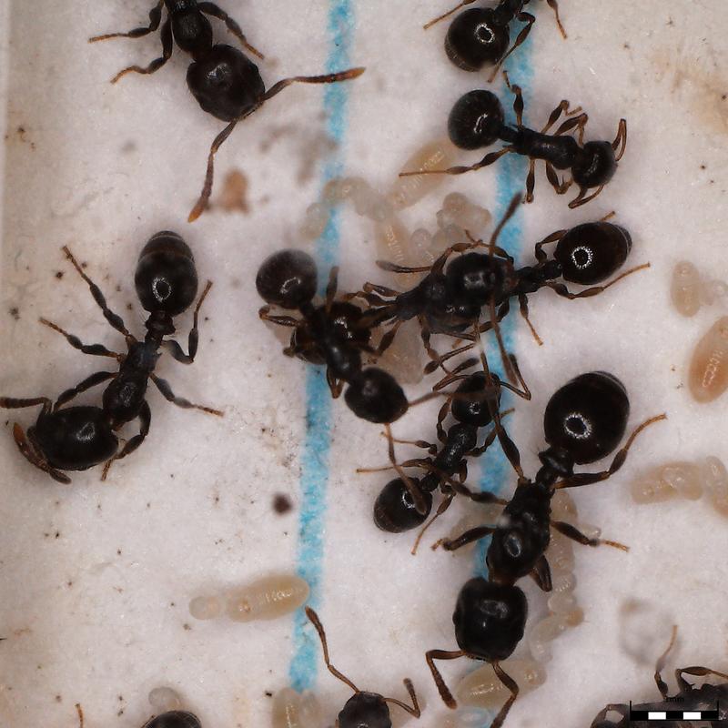  Kolonie der Sklavenhalter-Ameisenart Temnothorax americanus mit Temnothorax longispinosus Ameisen, die für sie die Brutpflege übernehmen müssen