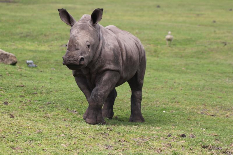 Das Nashorn Dinari im Serengeti-Park Hodenhagen