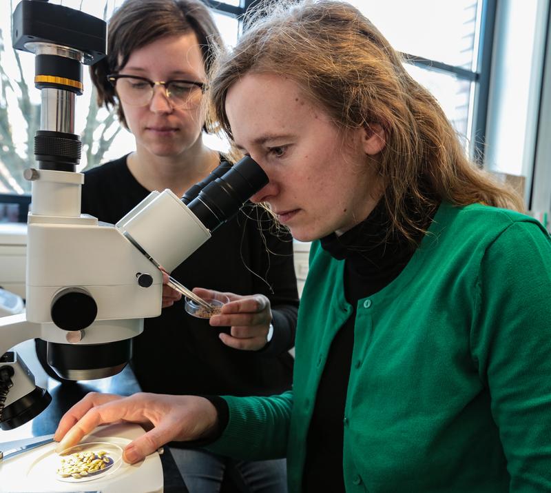 Henrike Brust (r.) und Nicola Wannicke betrachten Proben mit Saatkörnern unter dem Mikroskop.   