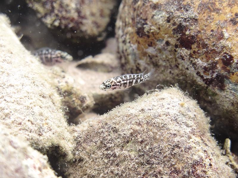 Helferfische von Neolamprologus obscurus bei ihrem Nest. 