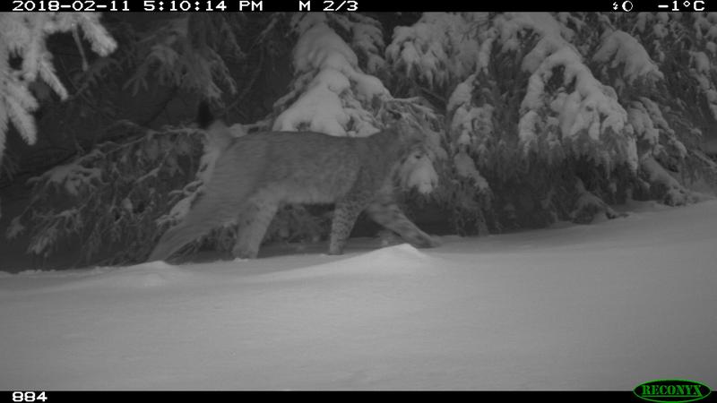 Eine Kamerafalle lieferte den Beweis: Der Luchs ist in den Thüringer Wald zurückgekehrt.