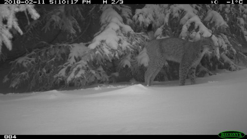 Ein typisches Verhalten für den Luchs: Mit seinem Urin markiert er einen Baum.