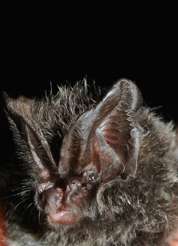 A barbastelle bat with its characteristic bumpy face