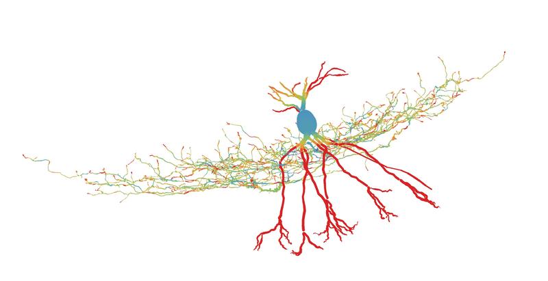 Ein von den Forschern analysiertes GABAerges Interneuron. Unterschiedlichen Farben zeigen die Energieeffizienz des Neurons an.