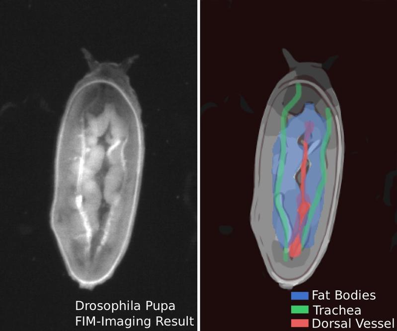 Eine Drosophila-Puppe, aufgenommen auf dem FIM-Tisch (der Kopf liegt im Bild oben, die Aufnahme wurde von der Rückenseite aus gemacht). Rechtes Bild: Wichtige Organe sind farblich gekennzeichnet.