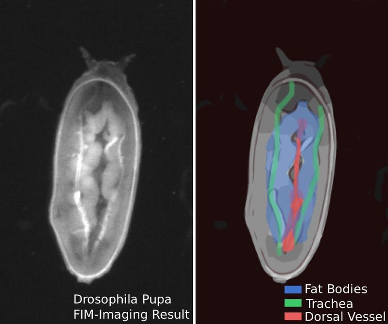 A fruit-fly pupa (the dorsal part of the pupae is facing the camera; the head is up). Right picture: Central organs are labelled