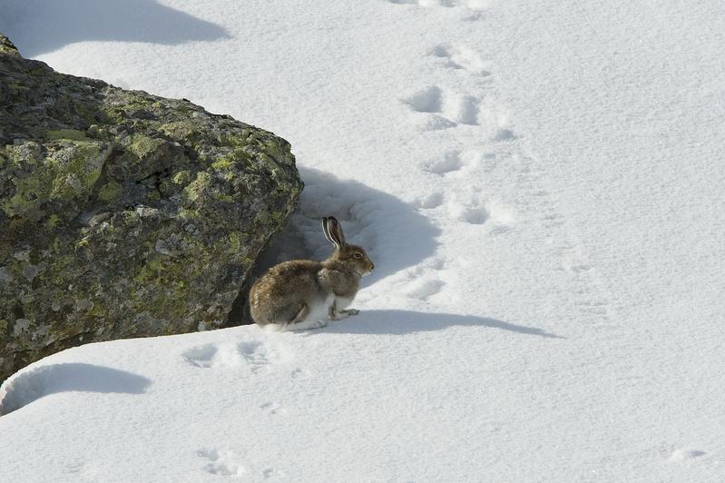 Schneehase im Fellwechsel. Schmilzt der Schnee mit dem Klimawandel immer früher, sind die Hasen häufiger mit der «falschen» Fellfarbe unterwegs und eine leichter Beute für Raubtiere.